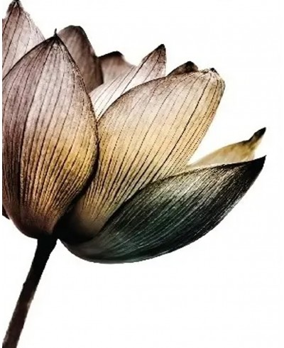 Kit Quadros de Flores