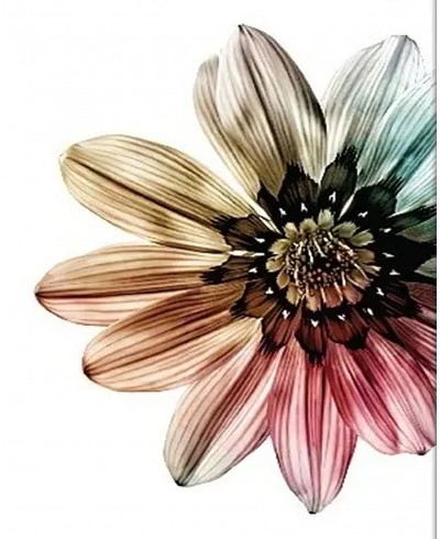 Kit Quadros de Flores