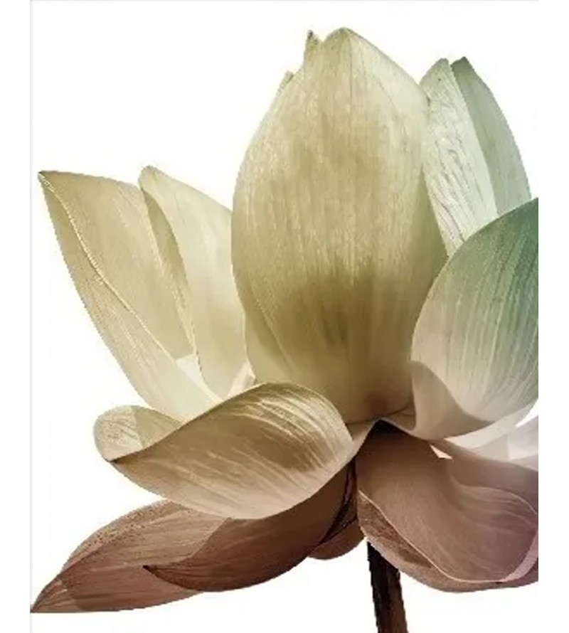 Kit Quadros de Flores