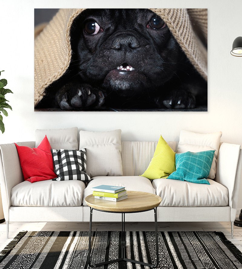 Painel Fotográfico Cachorinho na Coberta