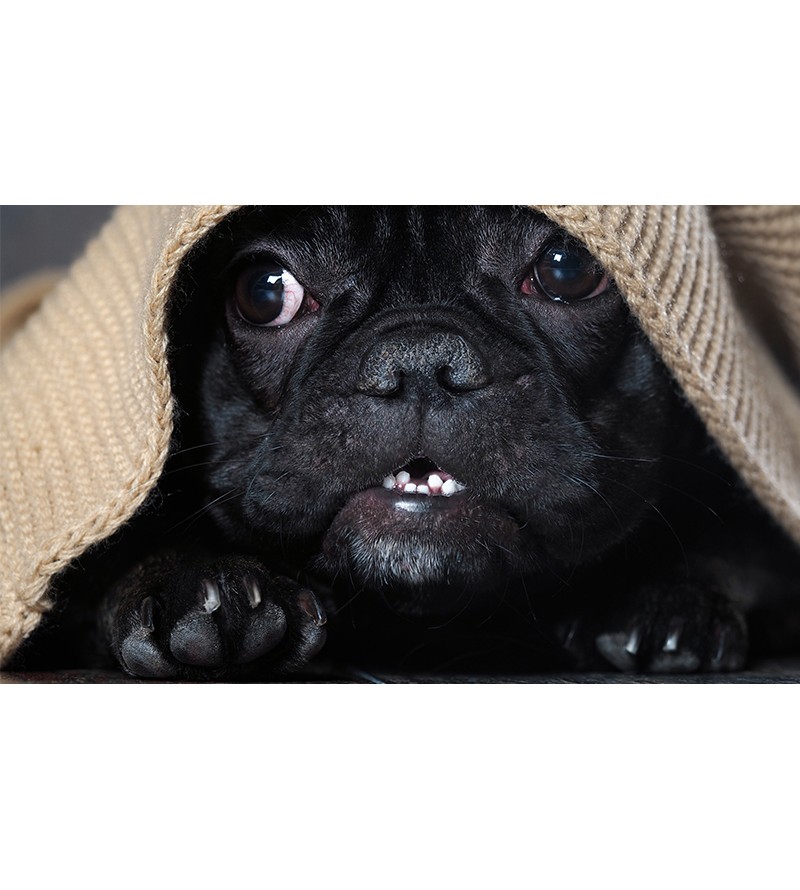 Painel Fotográfico Cachorinho na Coberta