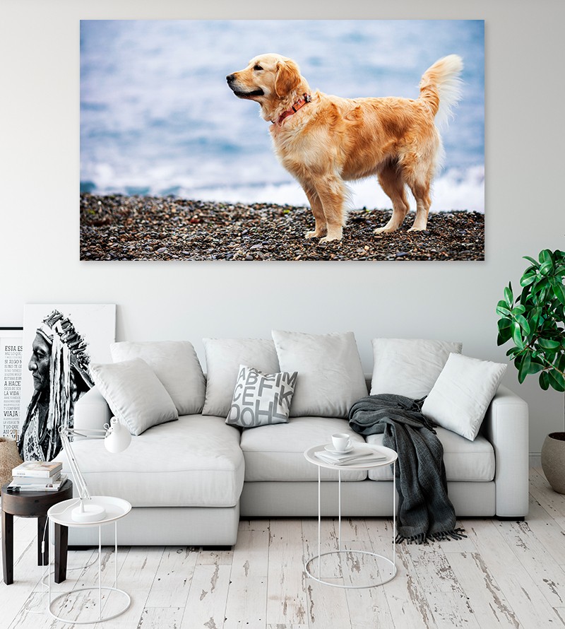 Painel Fotográfico Cachorro