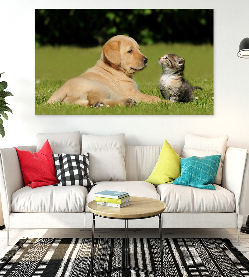 Painel Fotográfico Cão e Gato