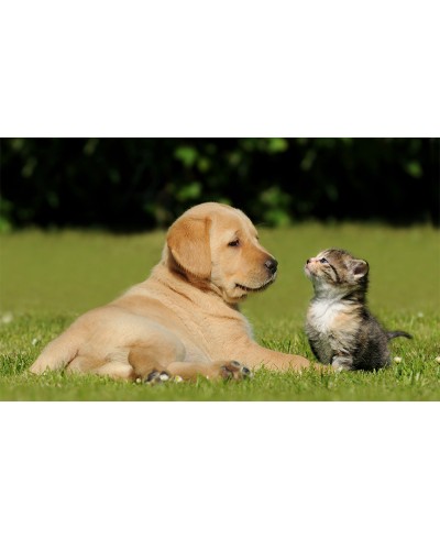 Painel Fotográfico Cão e Gato