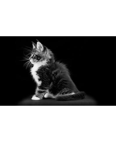 Painel Fotográfico Gatinho