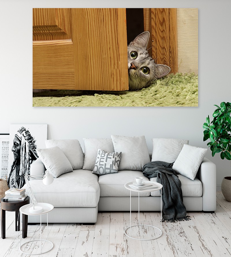 Painel Fotográfico Gatinho na Porta