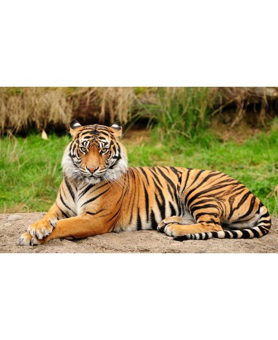 Painel Fotográfico Tigre-de-bengala