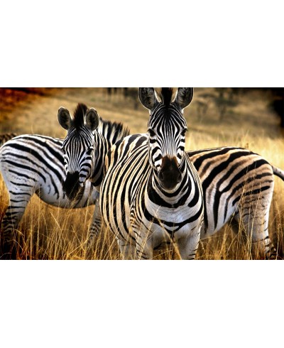 Painel Fotográfico Natureza Zebras