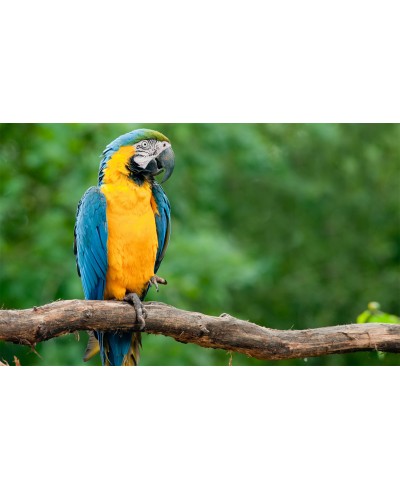 Painel Fotográfico Arara Azul