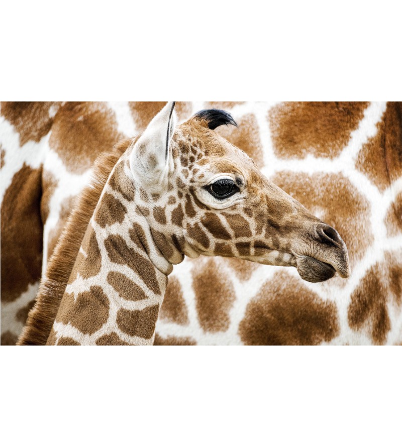 Painel Fotográfico Girafa