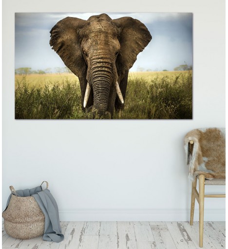 Painel Fotográfico Elefante
