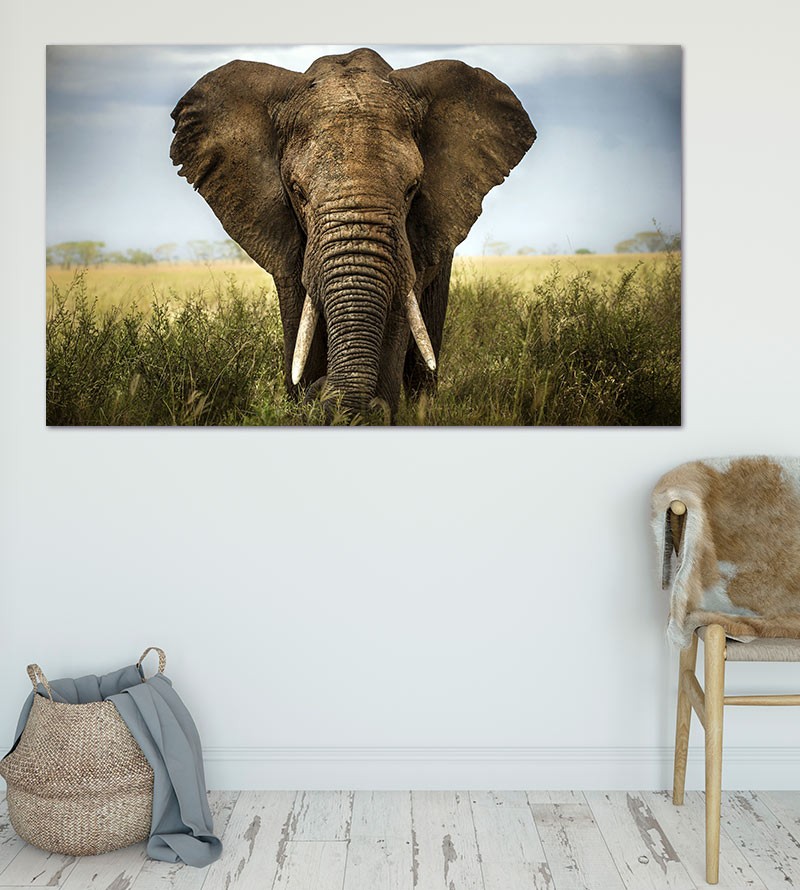 Painel Fotográfico Elefante