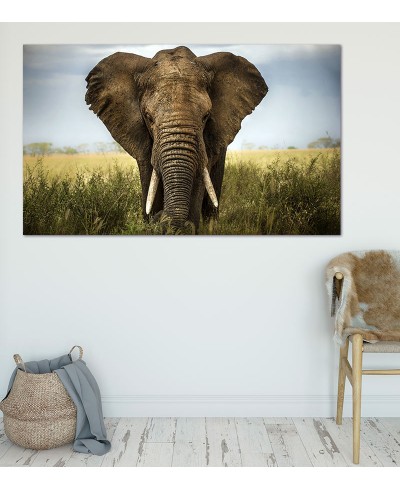 Painel Fotográfico Elefante