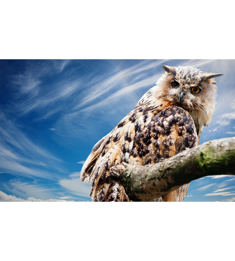 Painel Fotográfico Coruja