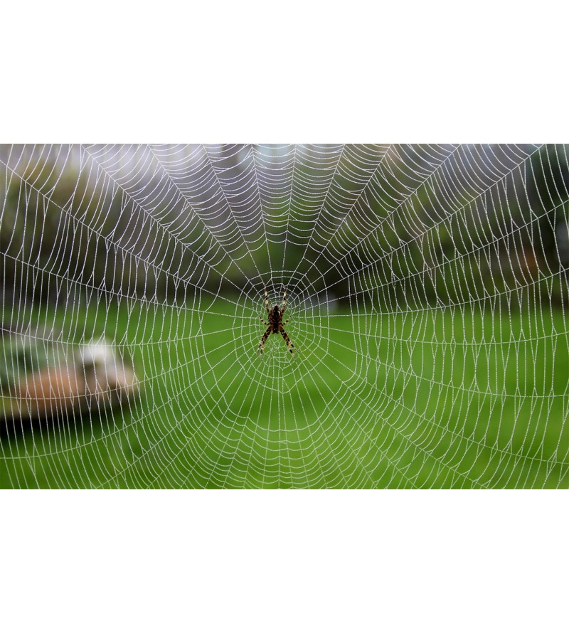 Painel Fotográfico Teia de Aranha