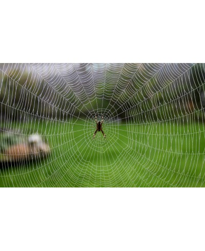 Painel Fotográfico Teia de Aranha