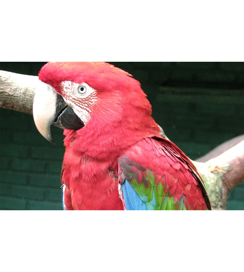Painel Fotográfico Arara Vermelha