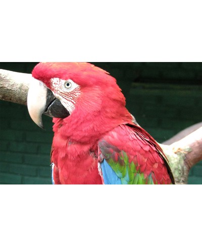 Painel Fotográfico Arara Vermelha