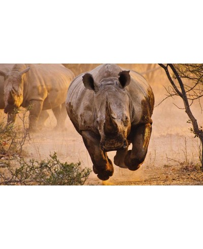 Painel Fotográfico Rinoceronte