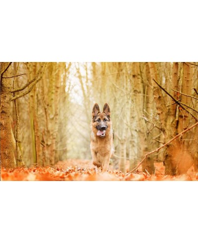 Painel Fotográfico Pastor Alemão